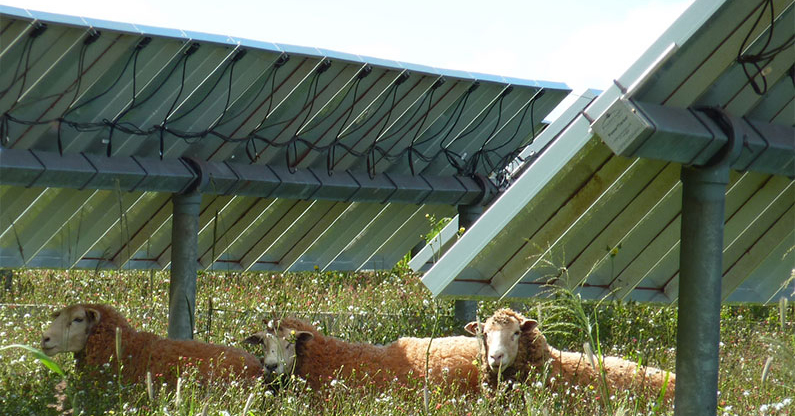 Agrovoltaics: the next evolution for farming?